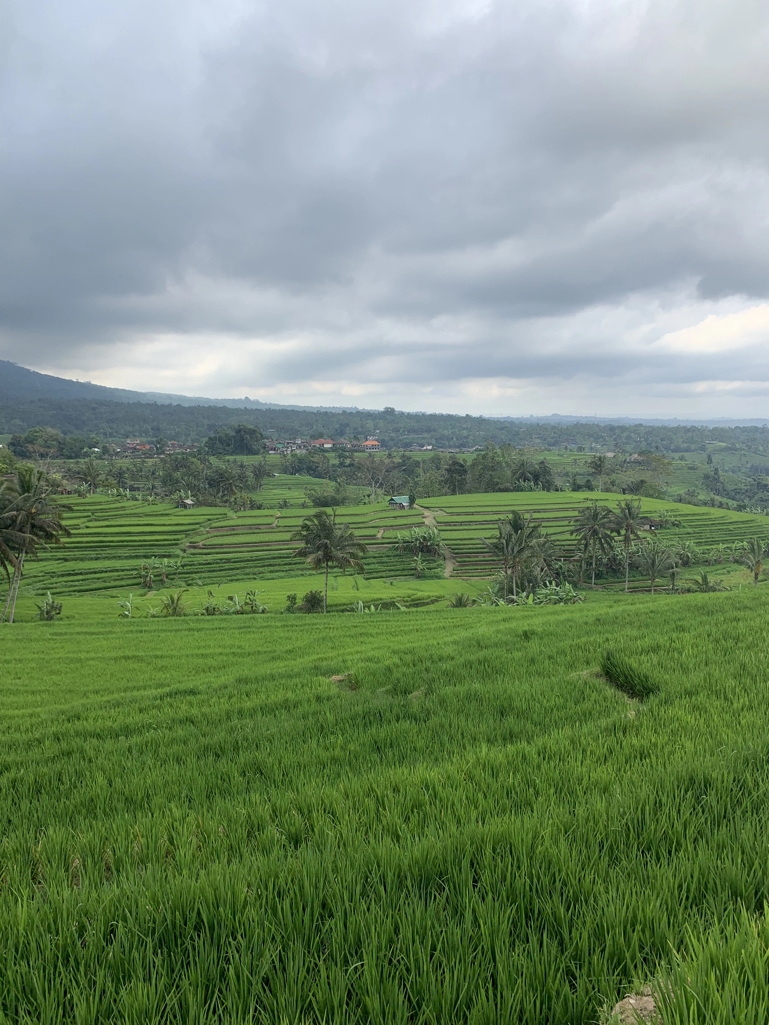 Bali solo
