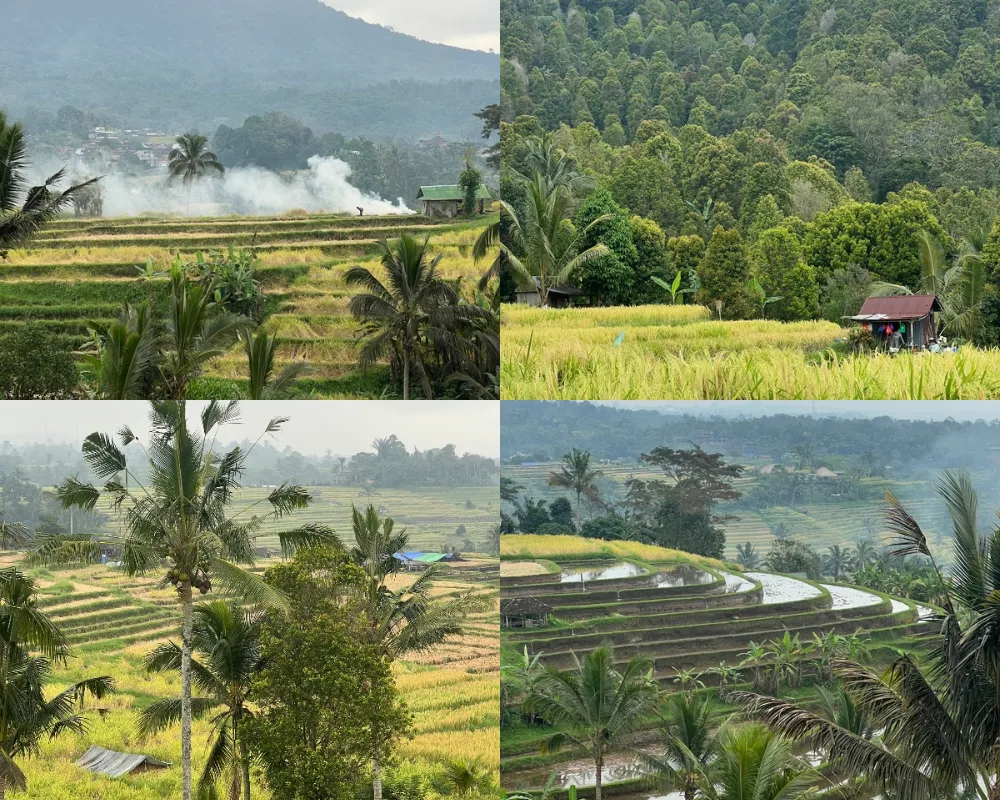 Rizières en terrasse de Jatiluwih, Bali