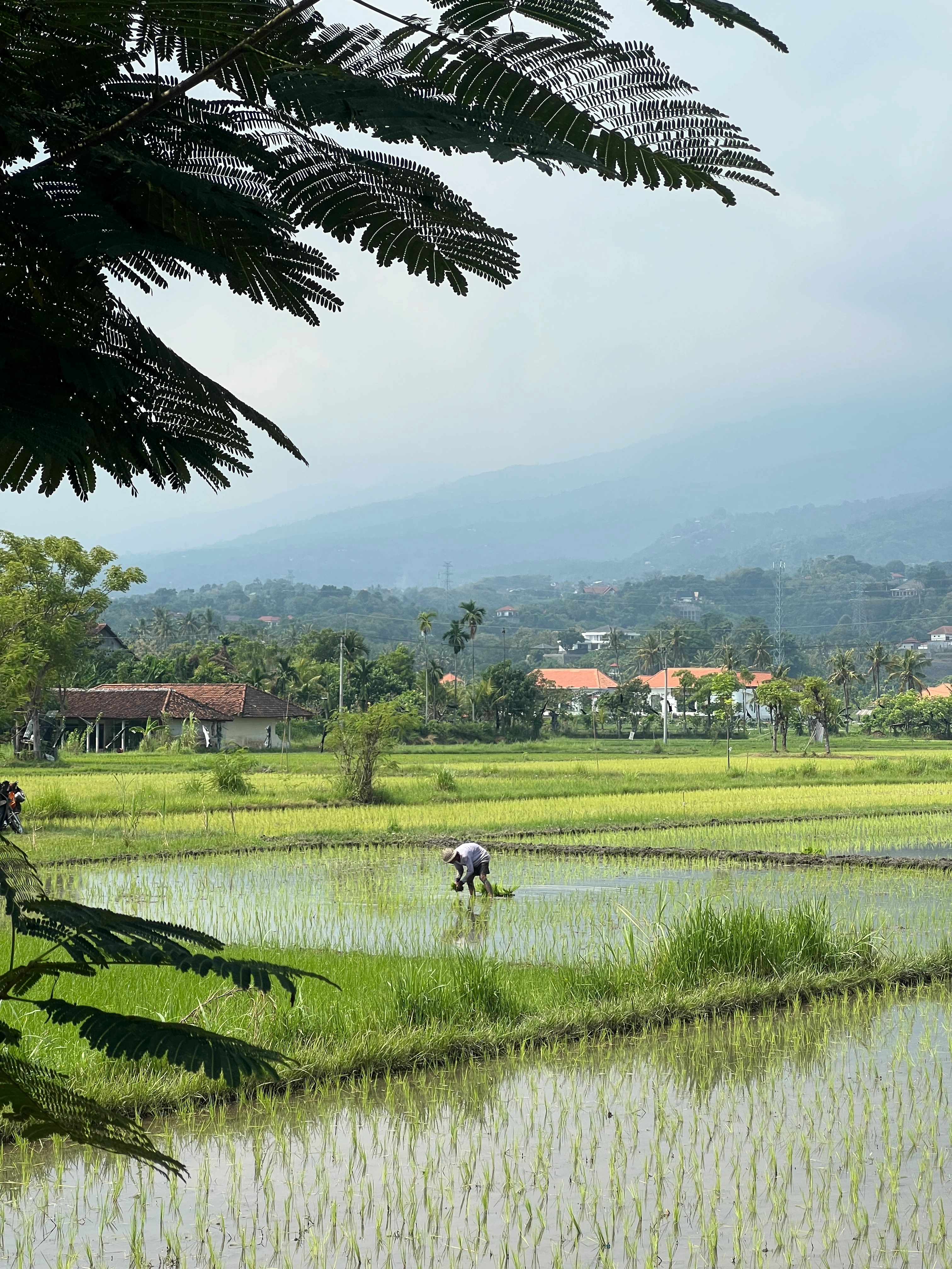 Rizières Bali