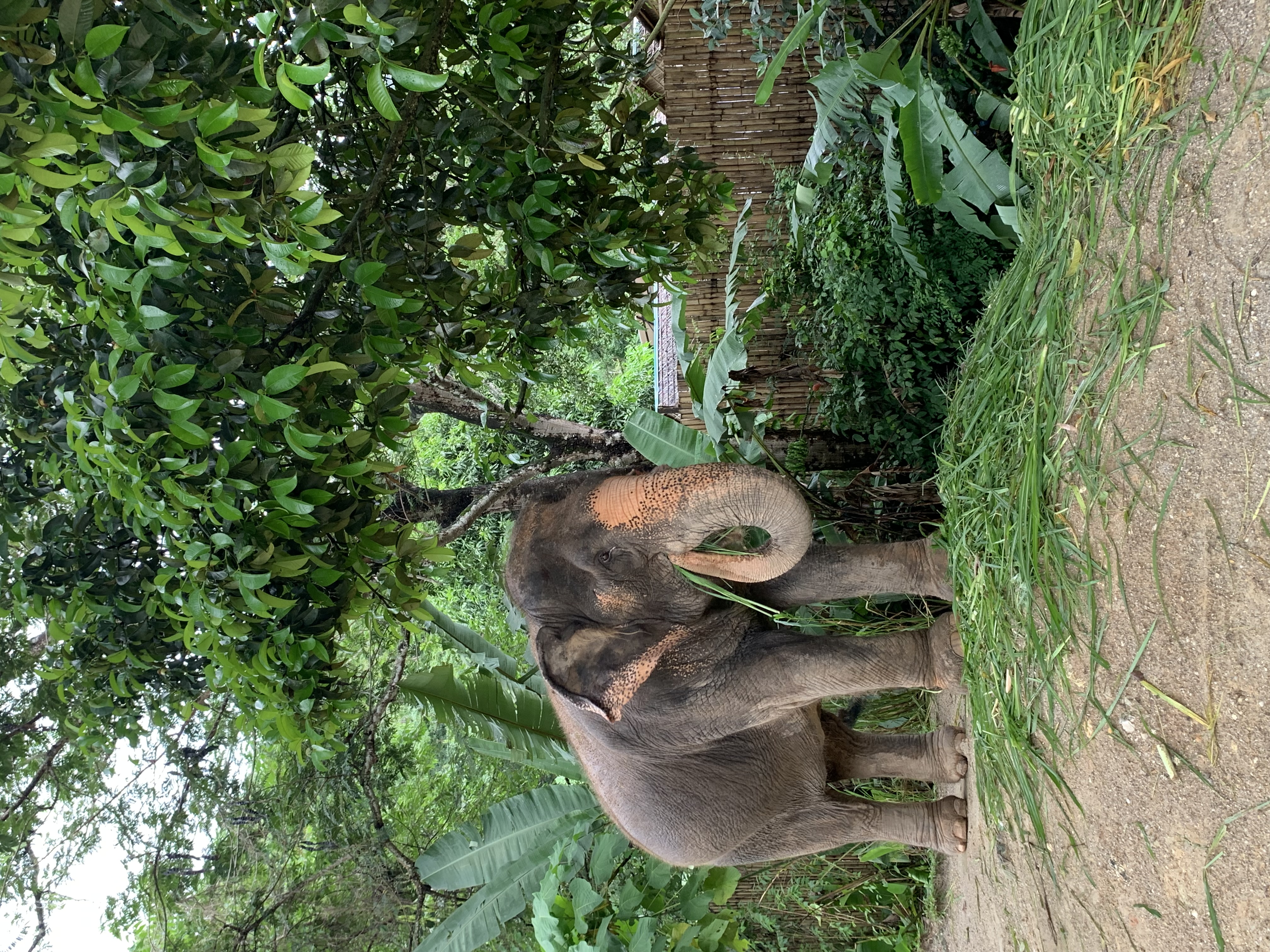 Éléphant Thaïlande
