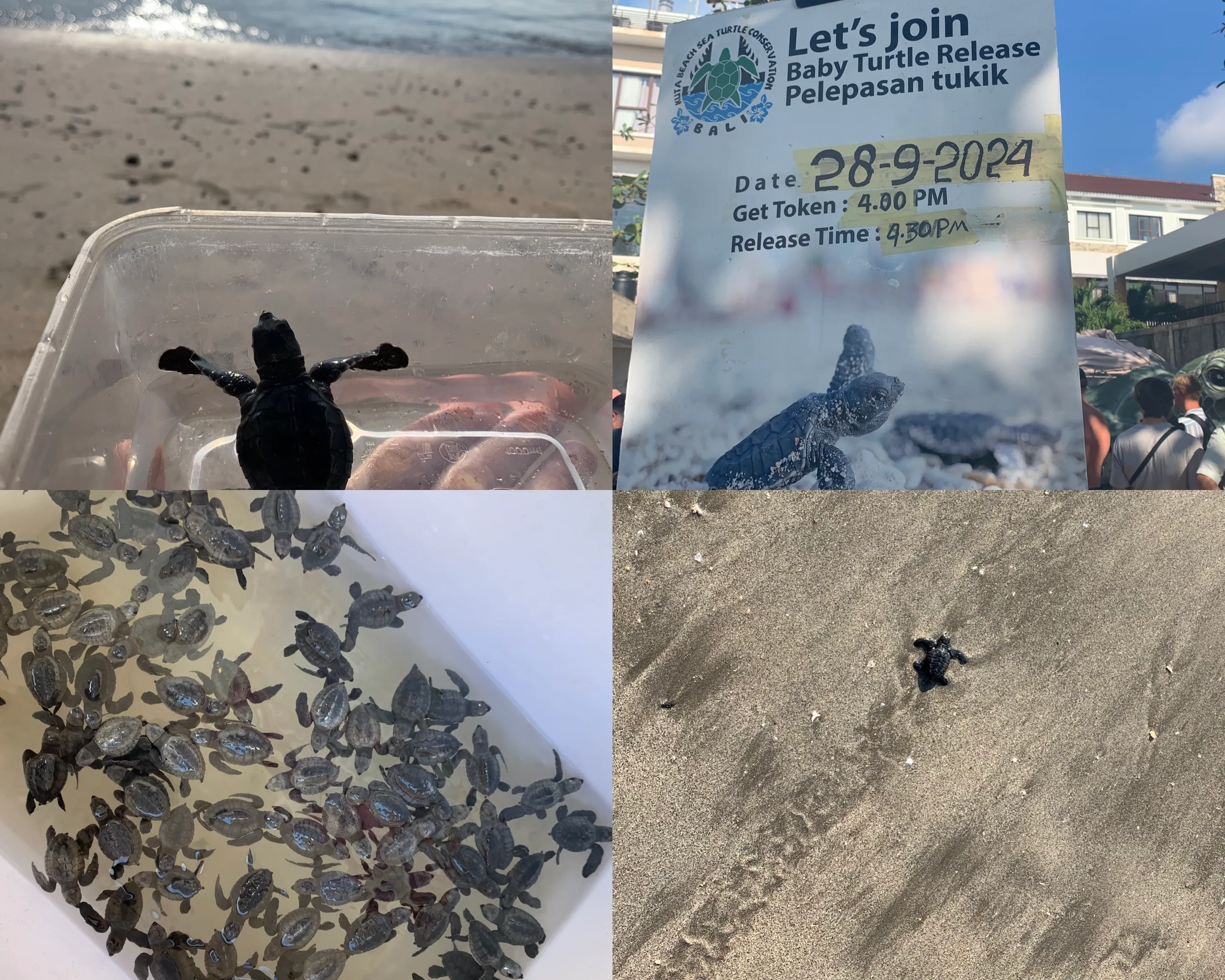 Libération de tortues marines à Kuta, Bali