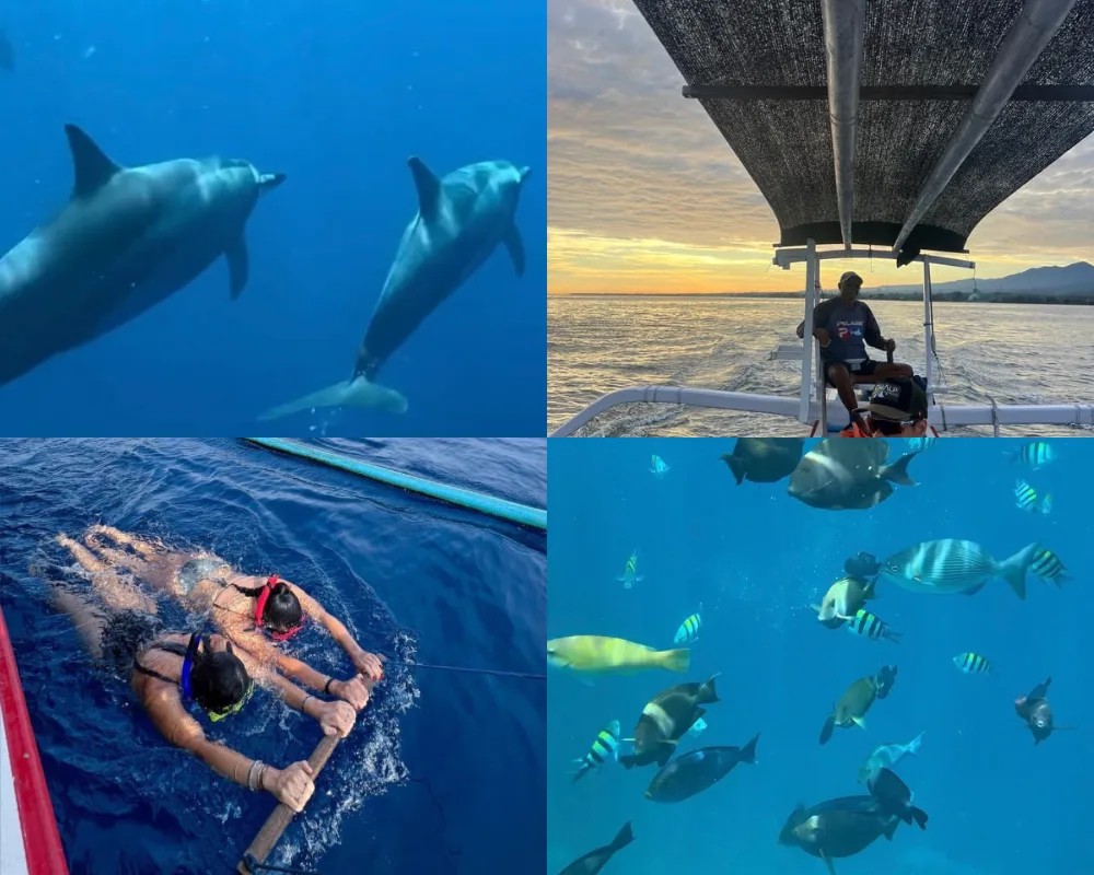 Dauphins à Lovina, nord de Bali