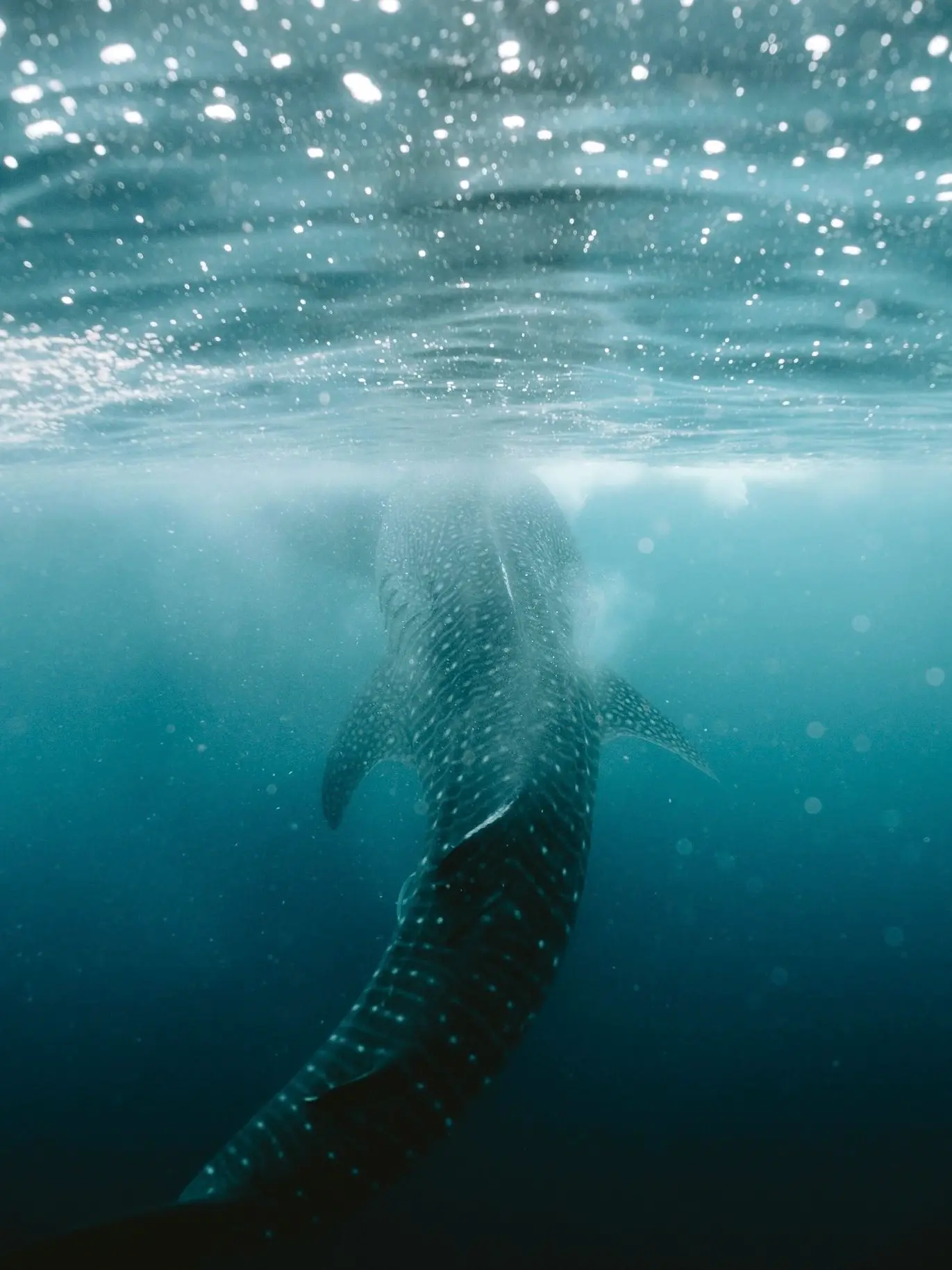Nager avec un requin baleine à Saleh Bay - croisière Komodo Indonésie