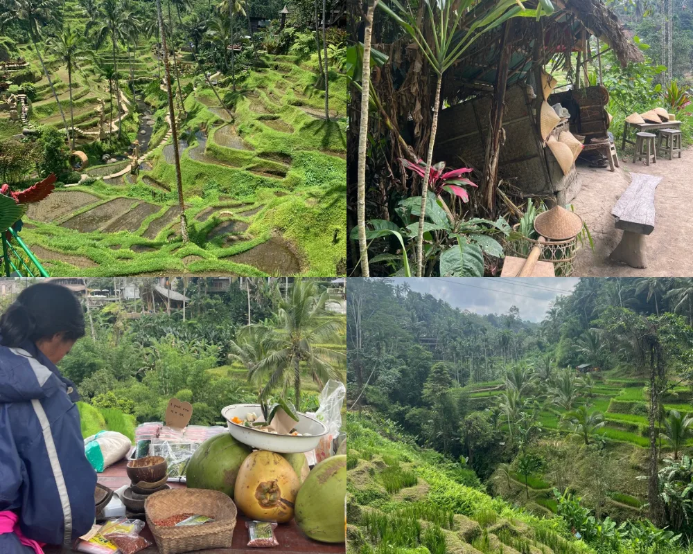 Rizières en terrasse de Tegallalang, Ubud