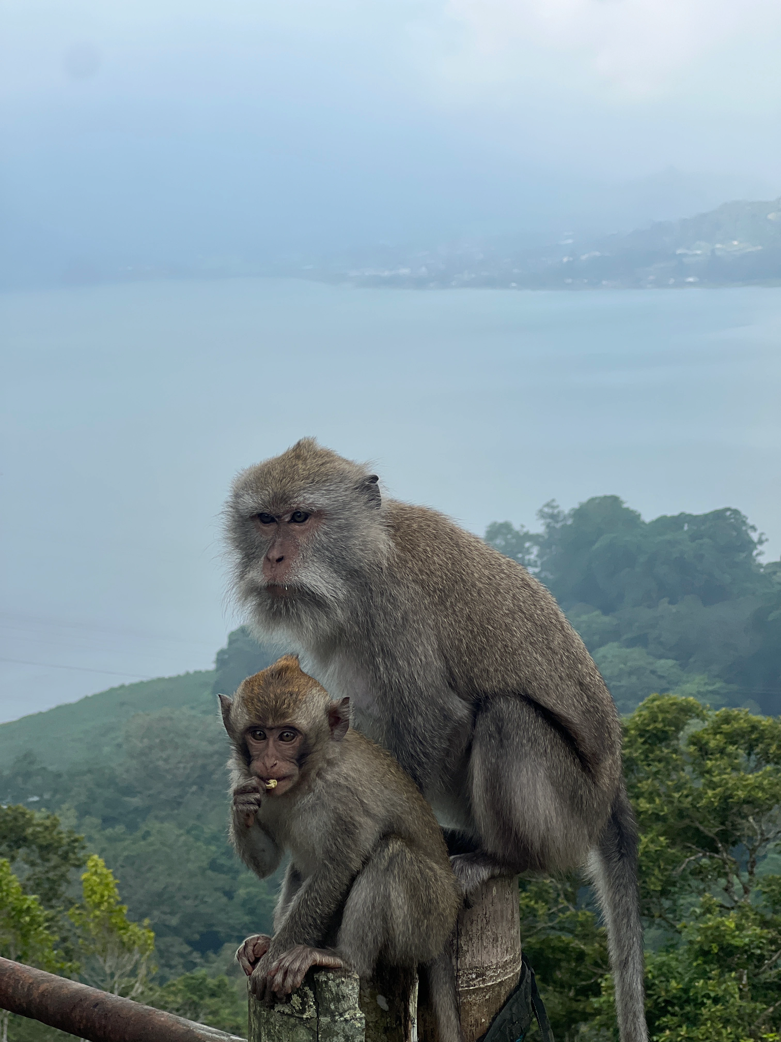 Munduk Bali